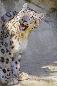 Preview wallpaper snow leopard, irbis, protruding tongue, big cat, funny