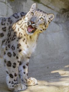 Preview wallpaper snow leopard, irbis, protruding tongue, big cat, funny