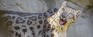 Preview wallpaper snow leopard, irbis, protruding tongue, big cat, funny