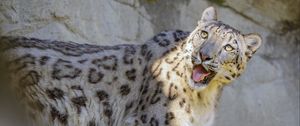 Preview wallpaper snow leopard, irbis, protruding tongue, big cat, funny