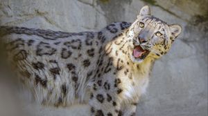 Preview wallpaper snow leopard, irbis, protruding tongue, big cat, funny