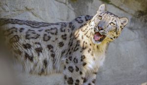 Preview wallpaper snow leopard, irbis, protruding tongue, big cat, funny