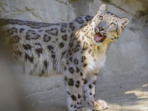 Preview wallpaper snow leopard, irbis, protruding tongue, big cat, funny