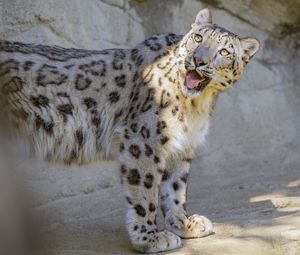 Preview wallpaper snow leopard, irbis, protruding tongue, big cat, funny