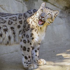 Preview wallpaper snow leopard, irbis, protruding tongue, big cat, funny
