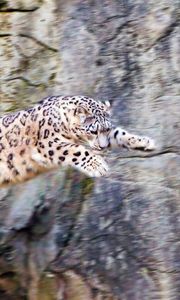 Preview wallpaper snow leopard, jump, big cat, rocks