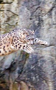 Preview wallpaper snow leopard, jump, big cat, rocks