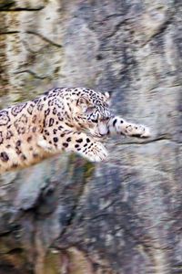 Preview wallpaper snow leopard, jump, big cat, rocks