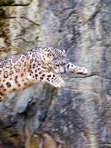 Preview wallpaper snow leopard, jump, big cat, rocks