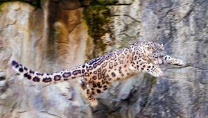 Preview wallpaper snow leopard, jump, big cat, rocks