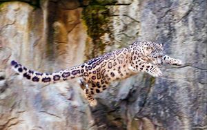 Preview wallpaper snow leopard, jump, big cat, rocks