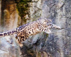 Preview wallpaper snow leopard, jump, big cat, rocks