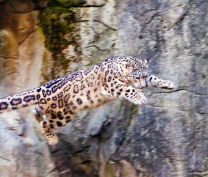 Preview wallpaper snow leopard, jump, big cat, rocks