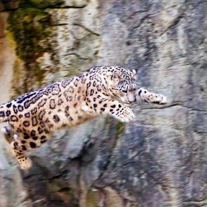 Preview wallpaper snow leopard, jump, big cat, rocks