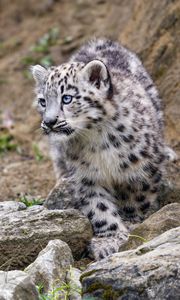 Preview wallpaper snow leopard, kitten, animal, paw, wildlife, stones