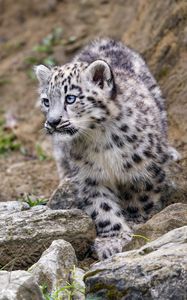 Preview wallpaper snow leopard, kitten, animal, paw, wildlife, stones