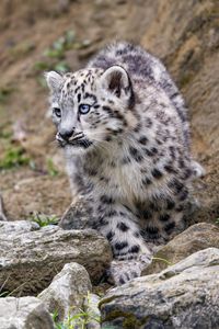 Preview wallpaper snow leopard, kitten, animal, paw, wildlife, stones