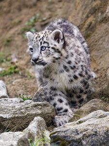 Preview wallpaper snow leopard, kitten, animal, paw, wildlife, stones