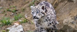 Preview wallpaper snow leopard, kitten, animal, paw, wildlife, stones