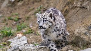 Preview wallpaper snow leopard, kitten, animal, paw, wildlife, stones