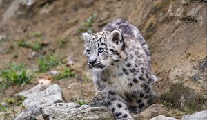 Preview wallpaper snow leopard, kitten, animal, paw, wildlife, stones