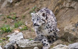 Preview wallpaper snow leopard, kitten, animal, paw, wildlife, stones