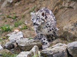 Preview wallpaper snow leopard, kitten, animal, paw, wildlife, stones