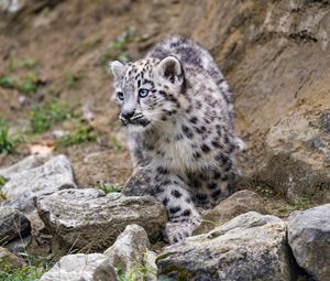 Preview wallpaper snow leopard, kitten, animal, paw, wildlife, stones