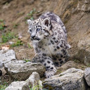 Preview wallpaper snow leopard, kitten, animal, paw, wildlife, stones