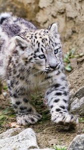 Preview wallpaper snow leopard, kitten, animal, movement, stones