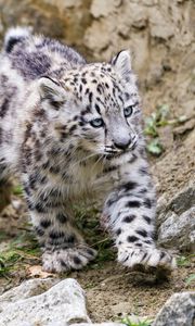 Preview wallpaper snow leopard, kitten, animal, movement, stones