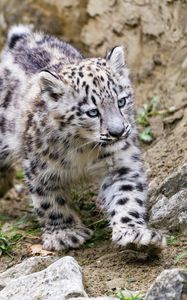 Preview wallpaper snow leopard, kitten, animal, movement, stones