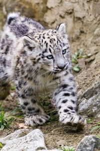 Preview wallpaper snow leopard, kitten, animal, movement, stones