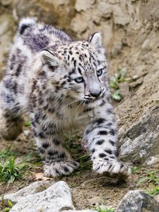 Preview wallpaper snow leopard, kitten, animal, movement, stones