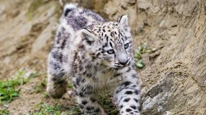 Preview wallpaper snow leopard, kitten, animal, movement, stones