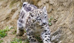 Preview wallpaper snow leopard, kitten, animal, movement, stones