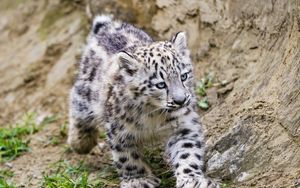 Preview wallpaper snow leopard, kitten, animal, movement, stones