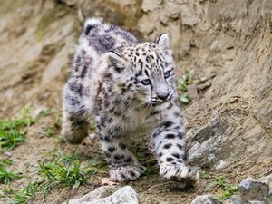 Preview wallpaper snow leopard, kitten, animal, movement, stones