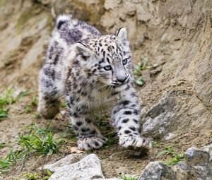 Preview wallpaper snow leopard, kitten, animal, movement, stones