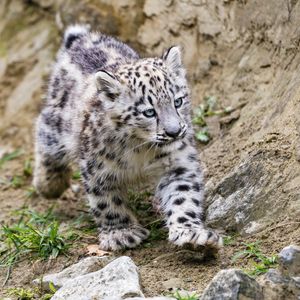 Preview wallpaper snow leopard, kitten, animal, movement, stones