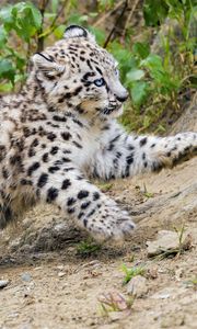 Preview wallpaper snow leopard, kitten, animal, movement, slope