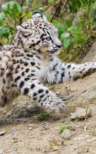 Preview wallpaper snow leopard, kitten, animal, movement, slope