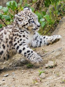 Preview wallpaper snow leopard, kitten, animal, movement, slope