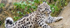 Preview wallpaper snow leopard, kitten, animal, movement, slope