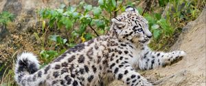 Preview wallpaper snow leopard, kitten, animal, movement, slope