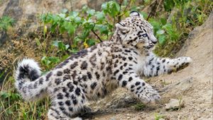 Preview wallpaper snow leopard, kitten, animal, movement, slope
