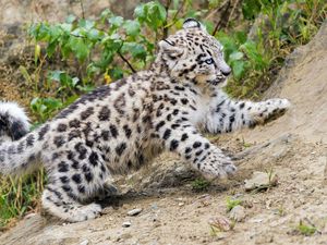 Preview wallpaper snow leopard, kitten, animal, movement, slope