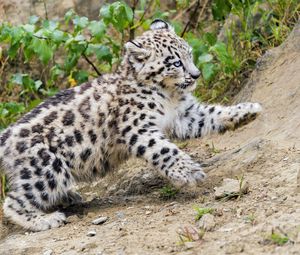 Preview wallpaper snow leopard, kitten, animal, movement, slope