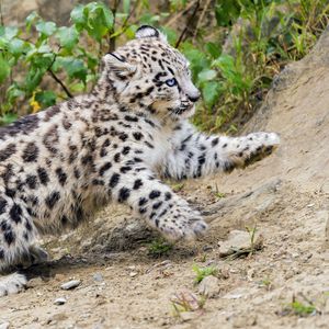 Preview wallpaper snow leopard, kitten, animal, movement, slope