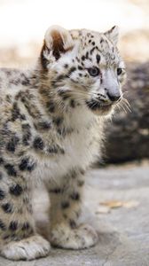 Preview wallpaper snow leopard, kitten, animal, predator, blur